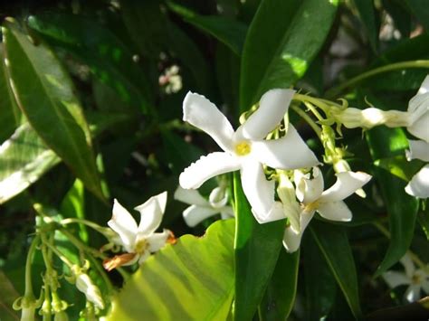 flor de jazmin tatuaje significado|Simbolismo y significado del jazmín